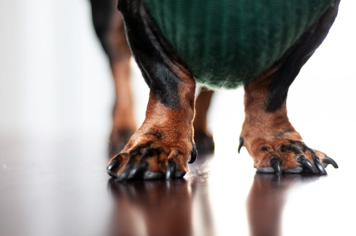 Close-up of Dachshund paws on wood floor.