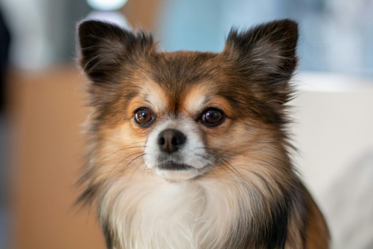 Long-coated Chihuahua sitting on couch.