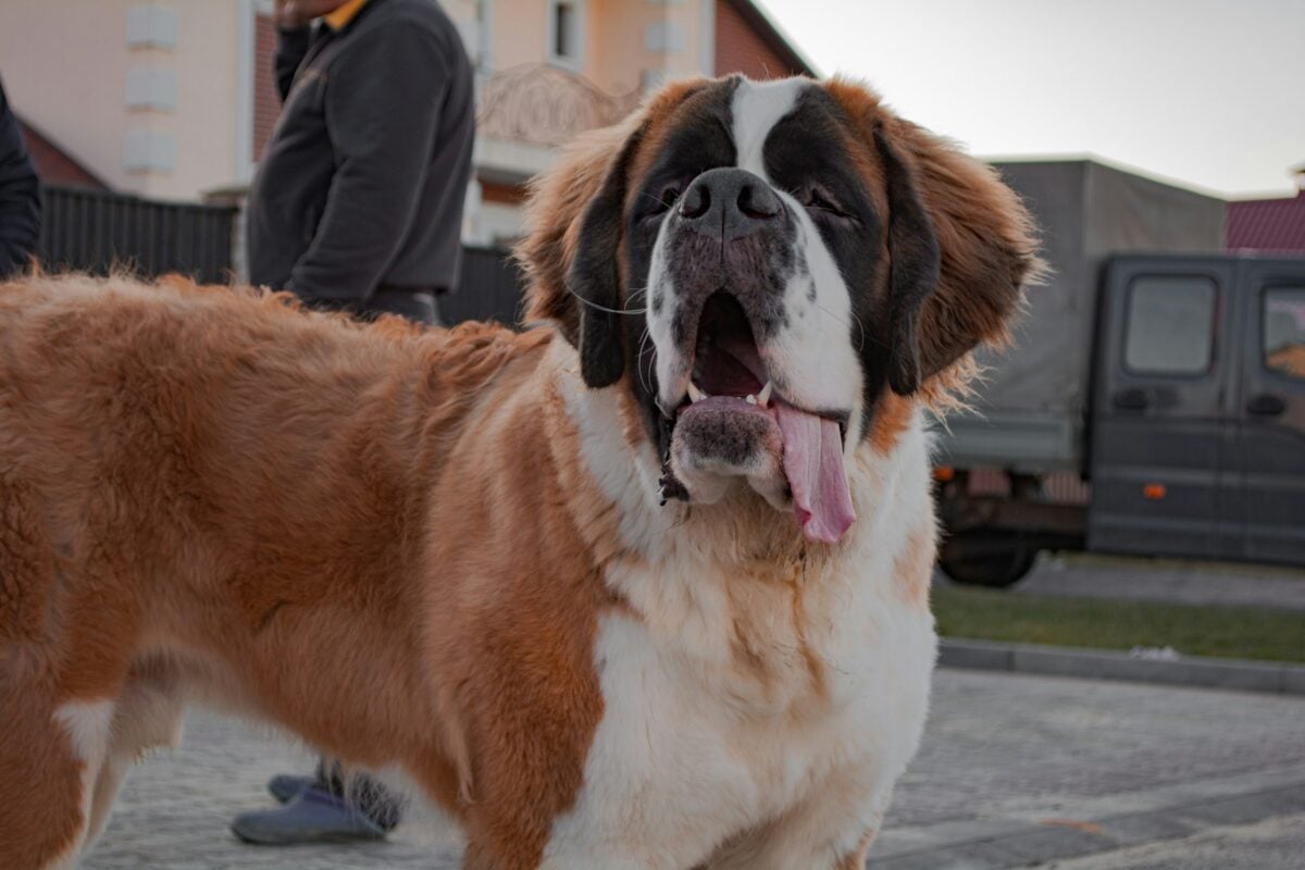 Saint Bernard standing outside with owner in background.