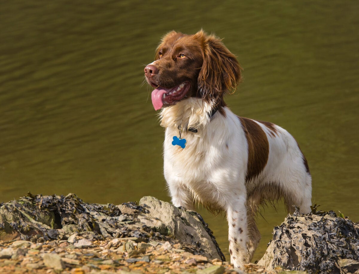 Brown and White Springer Spaniel Dog