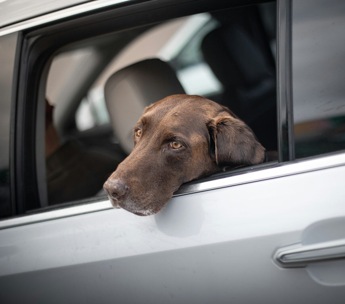 Brown dog looking out car window.