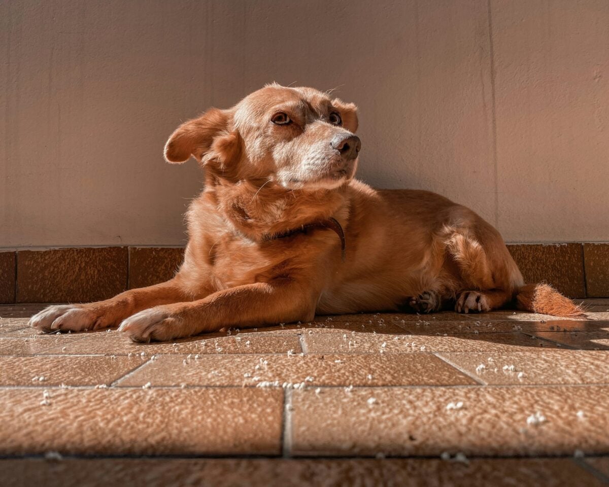 Small brown dog lying on floor with ears pinned back.