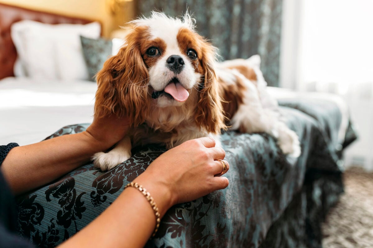 Cavalier King Charles Spaniel dog indoors resting in the bed and being petted by the owner.