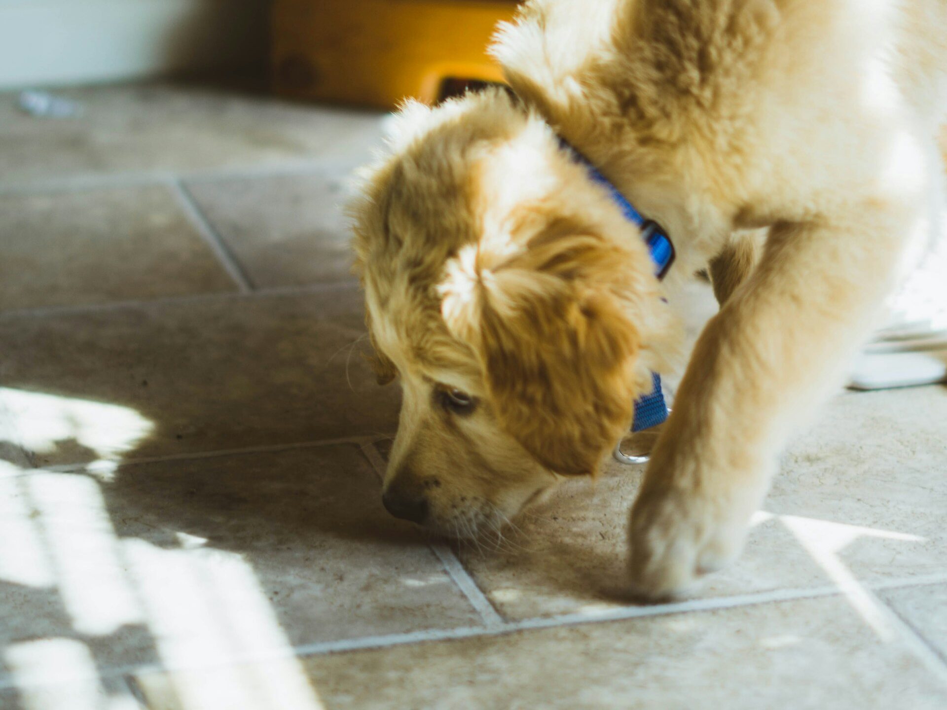 Puppy sniffing tile floor.