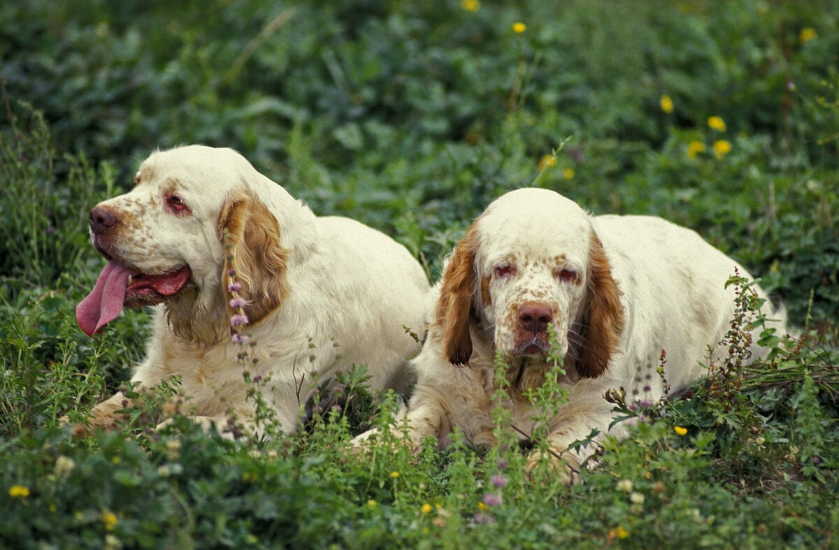 Clumber Spaniels lying in grass.