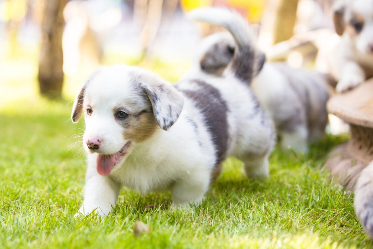 Young Corgi puppies in the grass.