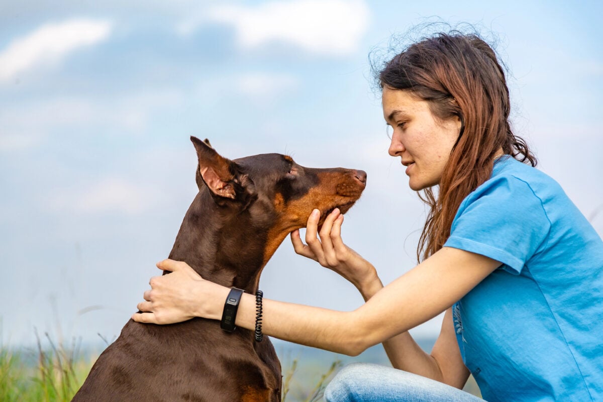 Doberman dobermann brown and tan dog and a girl are sitting and looking at each other against a background of blue sky and field. Horizontal orientation.