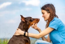 Doberman dobermann brown and tan dog and a girl are sitting and looking at each other against a background of blue sky and field. Horizontal orientation.