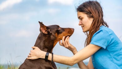 Doberman dobermann brown and tan dog and a girl are sitting and looking at each other against a background of blue sky and field. Horizontal orientation.