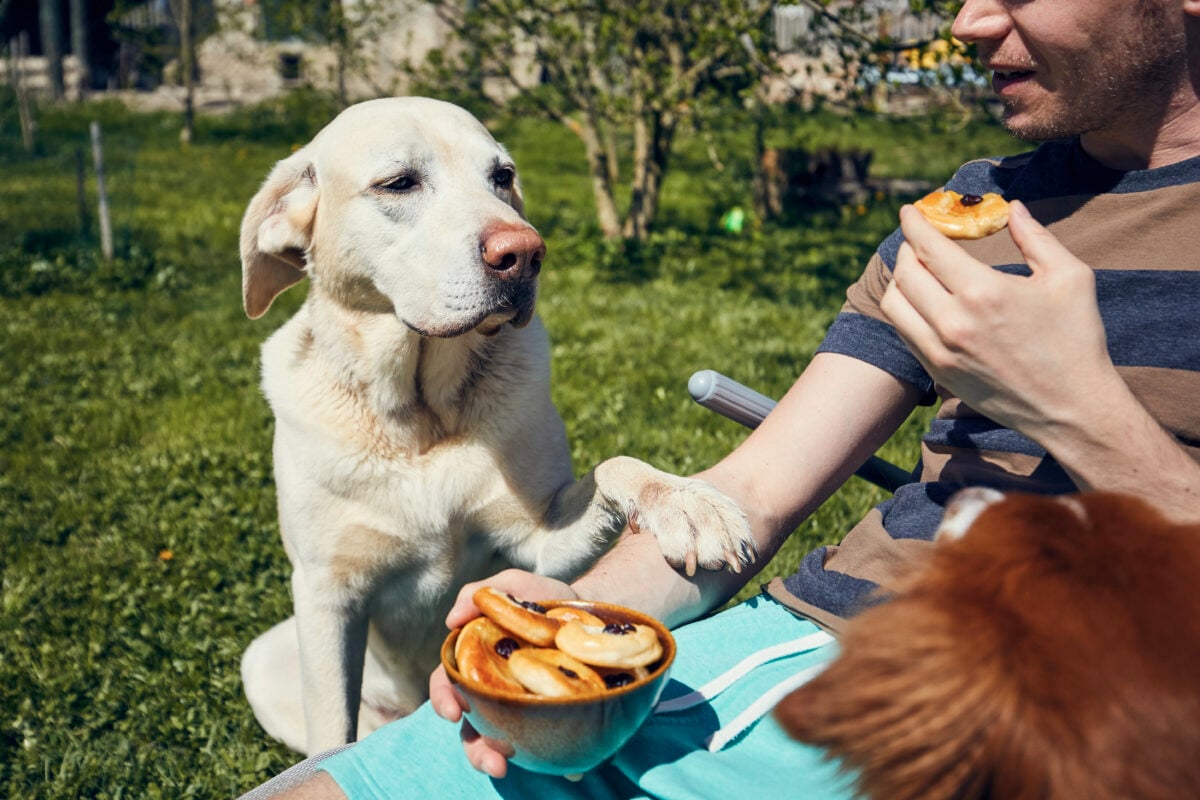 Dog begging at eat. Labrador retriever watching his pet owner during eating on garden.