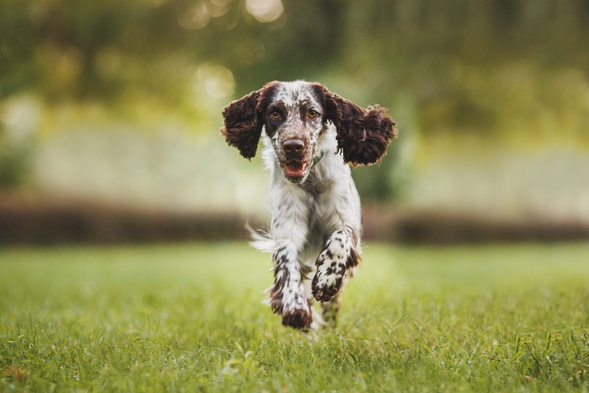 dog english springer spaniel