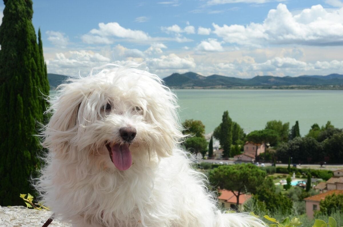 Bolognese dog in front of scenic view.