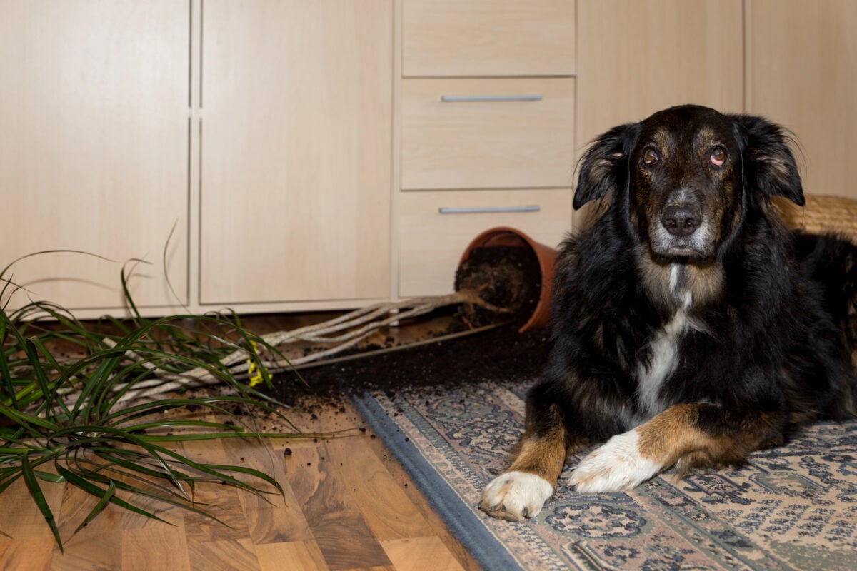 Guilty dog lying next to overturned plant.