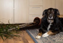 Guilty dog lying next to overturned plant.