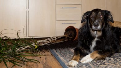 Guilty dog lying next to overturned plant.