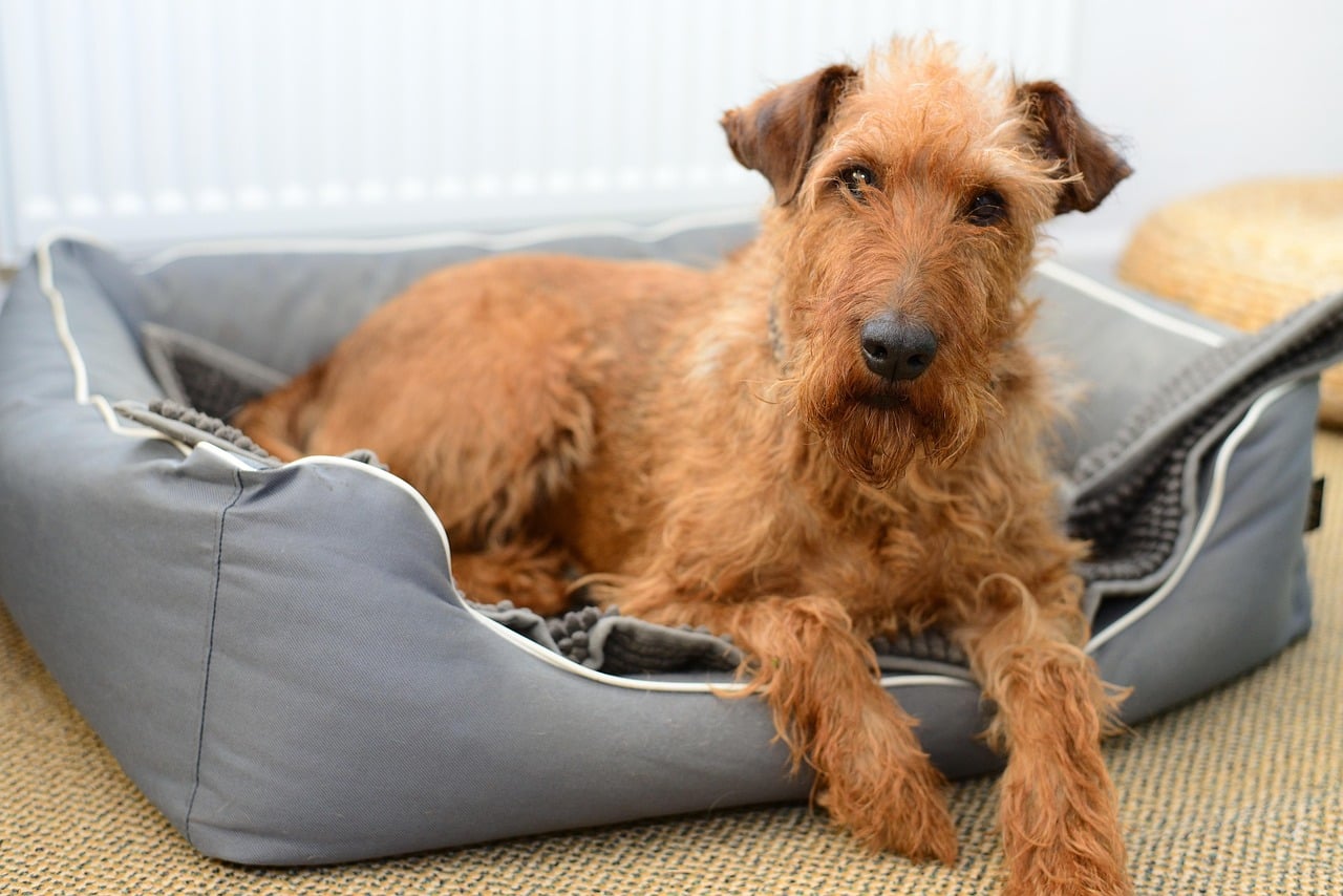 Irish Terrier dog resting in dog bed.