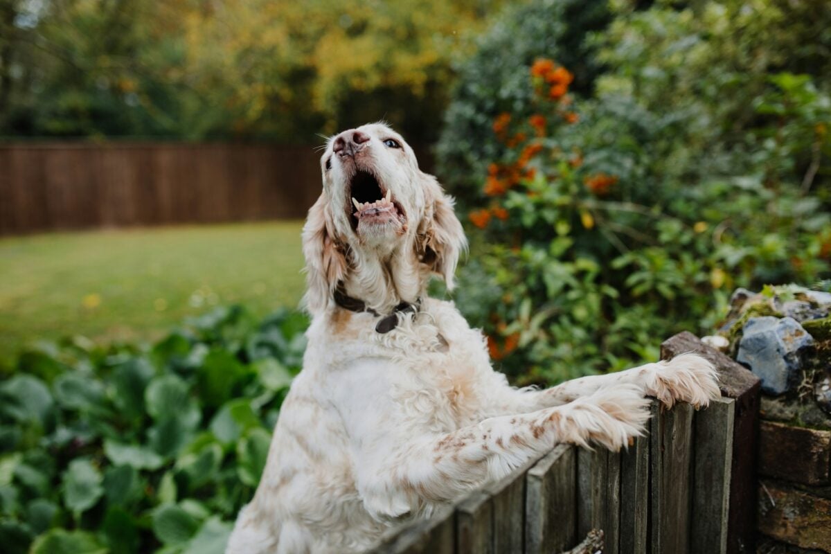 Dog on the fence barking.