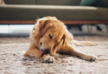 Golden Retriever licking paw.