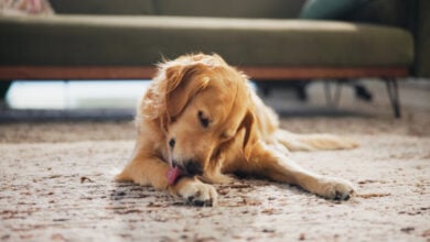 Golden Retriever licking paw.