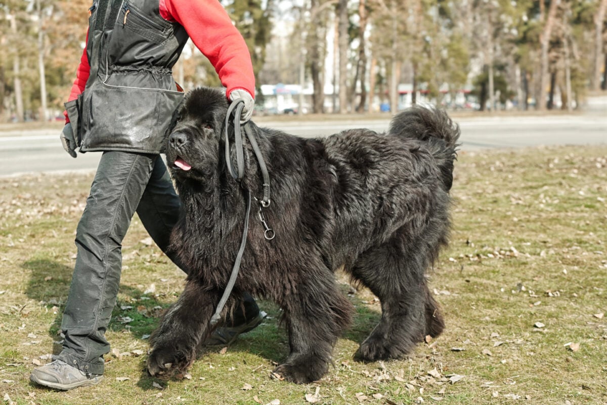 Newfoundland dog walking right next to owner.
