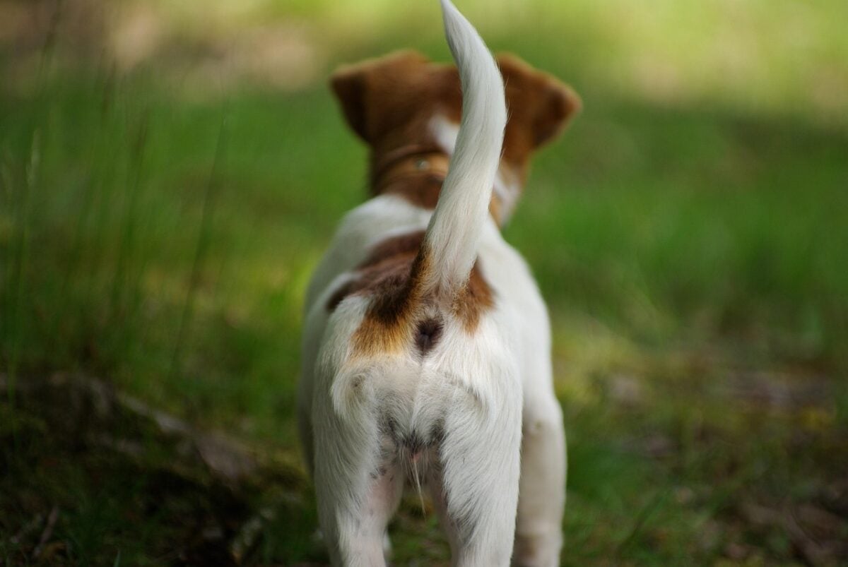 dog, animal, tail, pet, cute, puppy