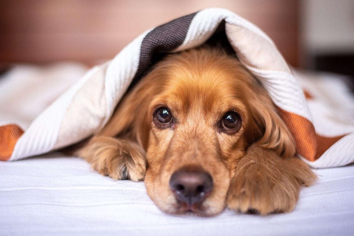english cocker spaniel, dog, puppy, blanket, pet, pup, nature, young dog, animal, domestic dog, purebred, furry, canine, mammal, friend, cute, adorable, bed, bedroom, portrait