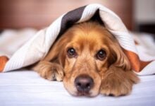 english cocker spaniel, dog, puppy, blanket, pet, pup, nature, young dog, animal, domestic dog, purebred, furry, canine, mammal, friend, cute, adorable, bed, bedroom, portrait