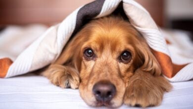 english cocker spaniel, dog, puppy, blanket, pet, pup, nature, young dog, animal, domestic dog, purebred, furry, canine, mammal, friend, cute, adorable, bed, bedroom, portrait