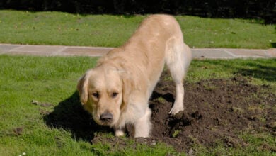 Golden Retriever dog digging hole