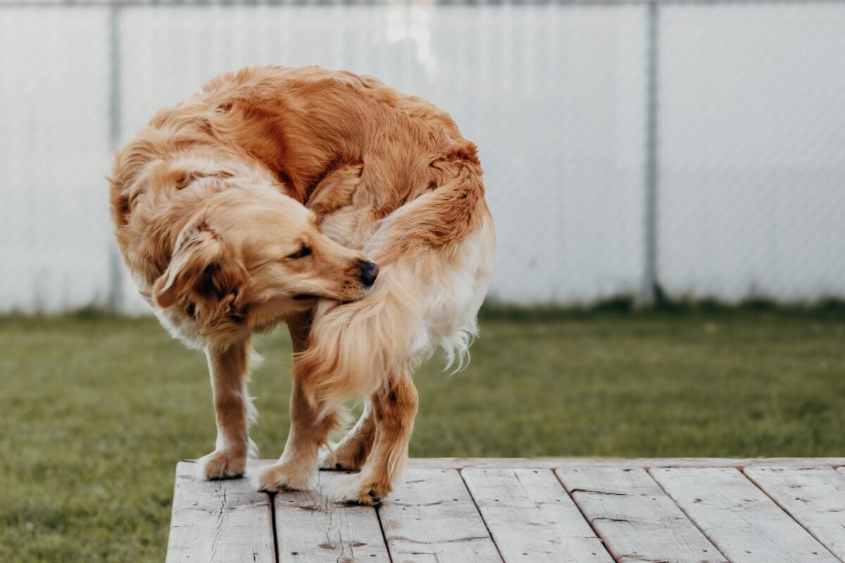 Golden Retriever biting its tail.
