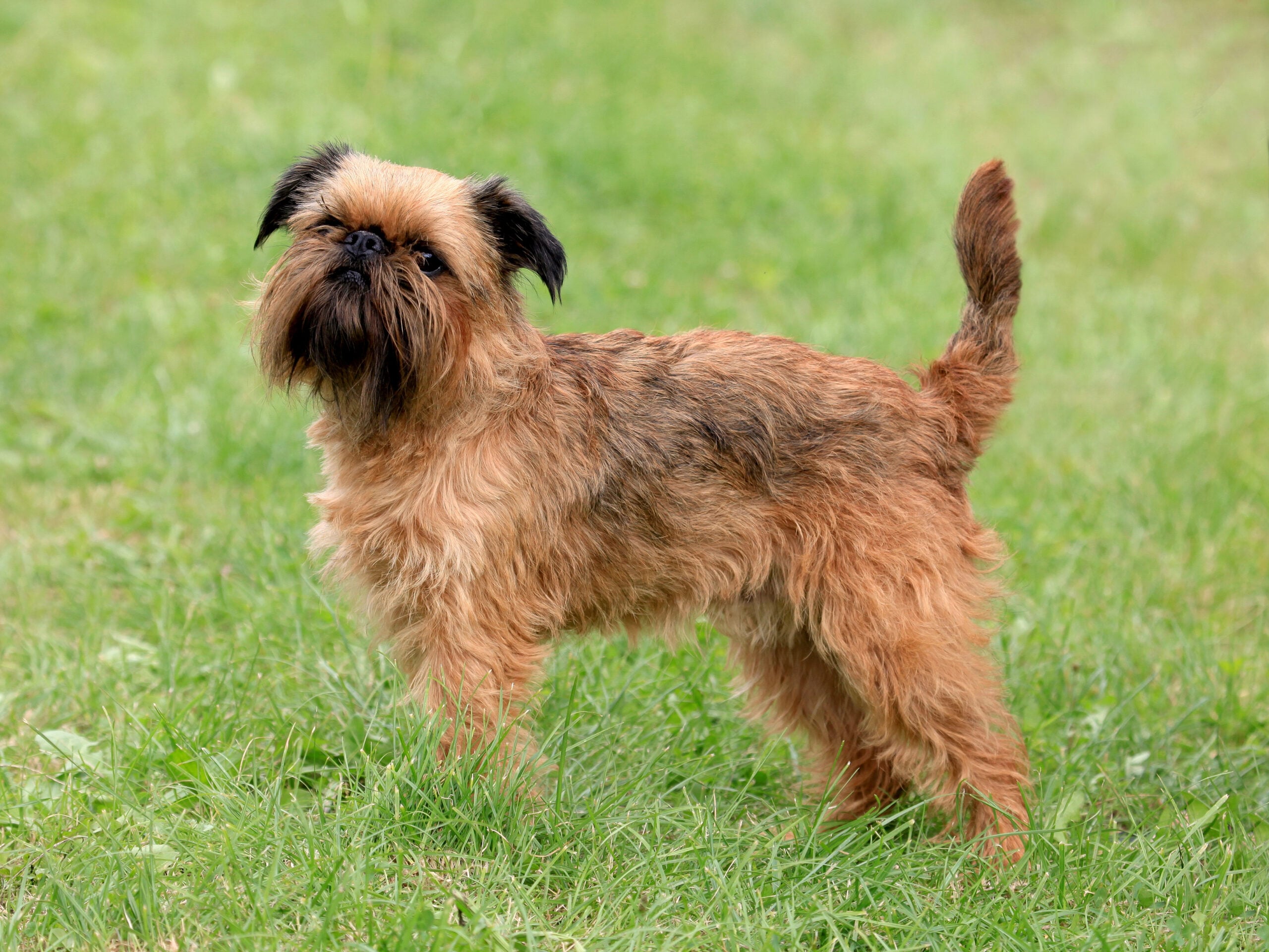 Hard-coated Brussels Griffon dog stadning outside on grass.
