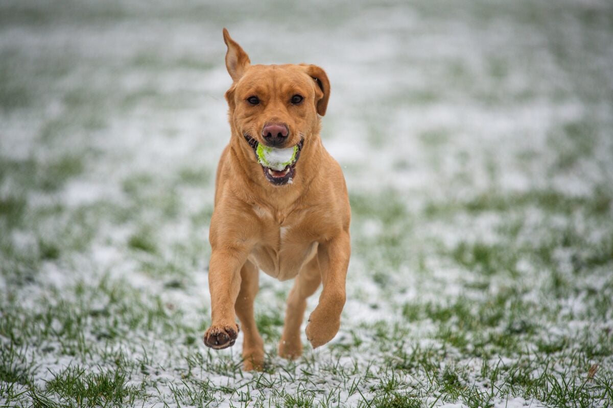 Labrador Dog Fetching Ball in a winter environment in the park / garden