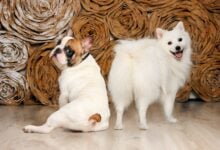 Two dogs look back over their rear ends.