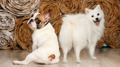 Two dogs look back over their rear ends.