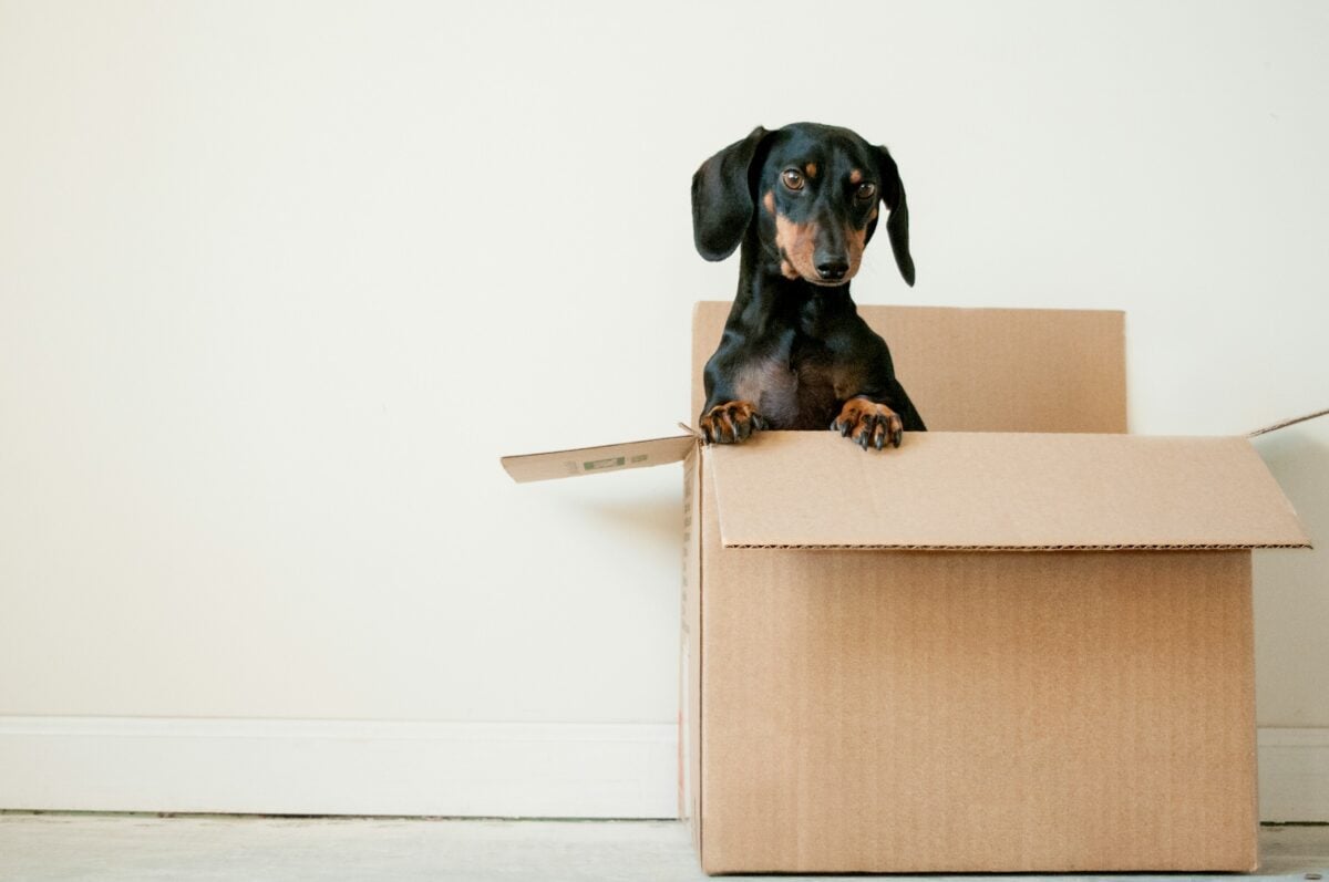 Dachshund in brown moving box.