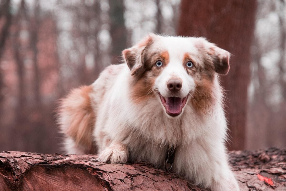 nature, cute, animal, mammal, portrait, pet, australian shepherd, dog