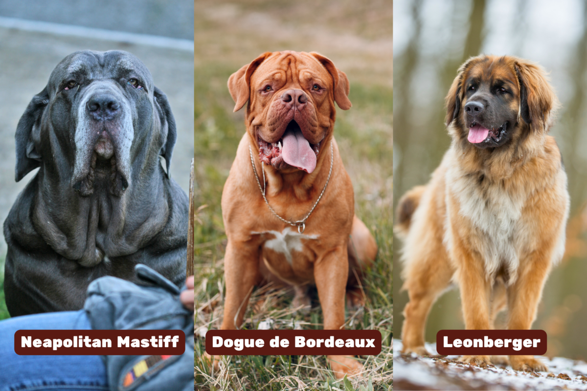 Graphic showing Neapolitan Mastiff, Dogue de Bordeaux, and Leonberger dogs.