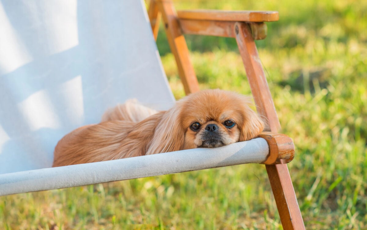 Pekingese dog in garden chair at sunset.