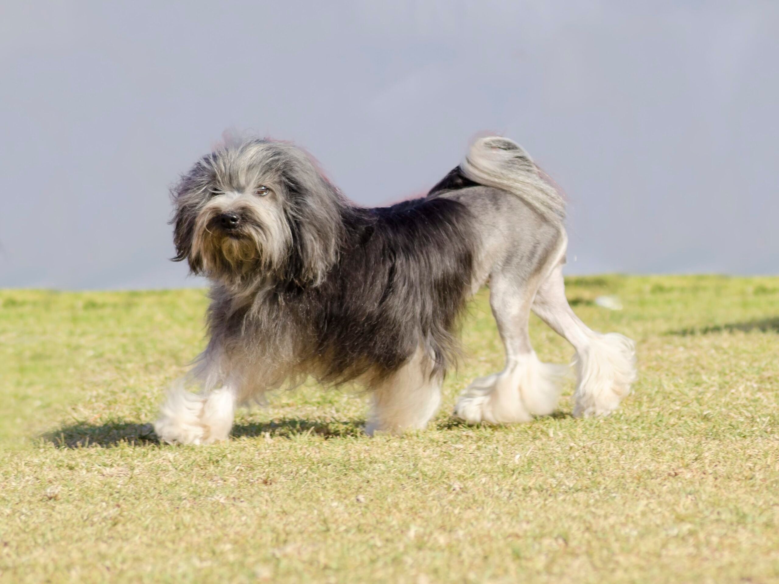 Lowchen, or Little Lion Dog, running in grass.