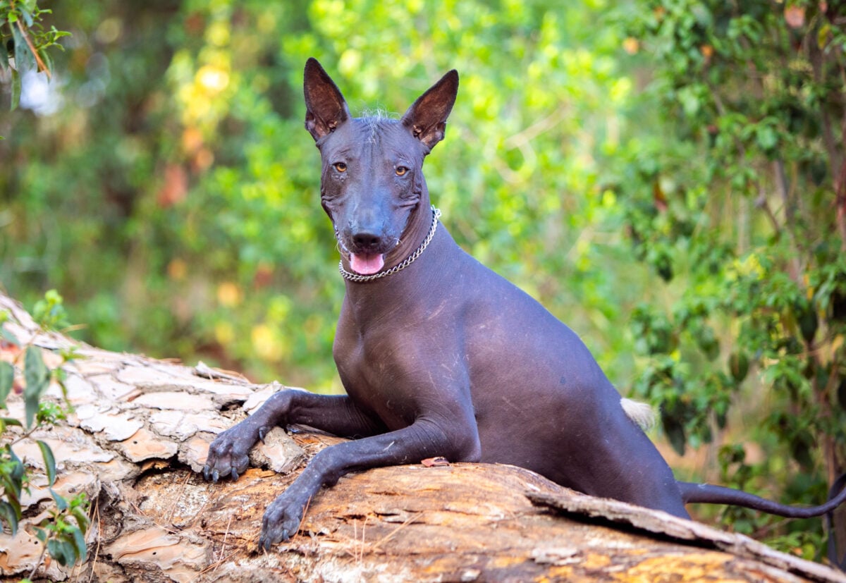 Portrait of one Mexican Hairless Dog (Xoloitzcuintle, Xolo) in a park on a background of green trees.
