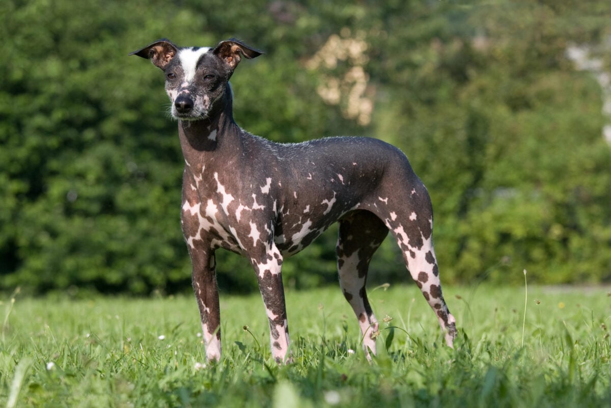 Portrait of Peruvian Inca Orchid (Peruvian Hairless Dog) posing outside.