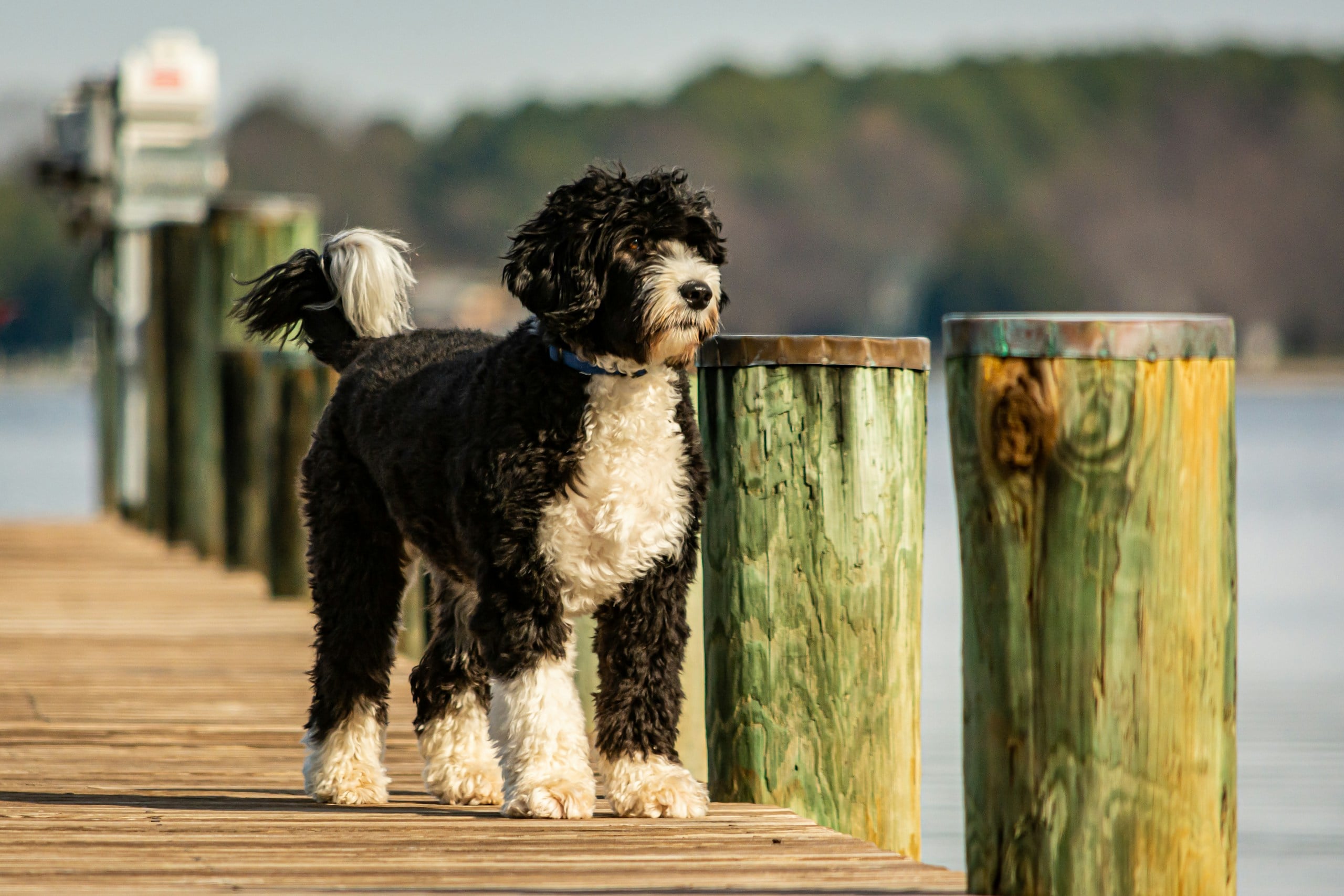 Portuguese Water Dog at the pier.