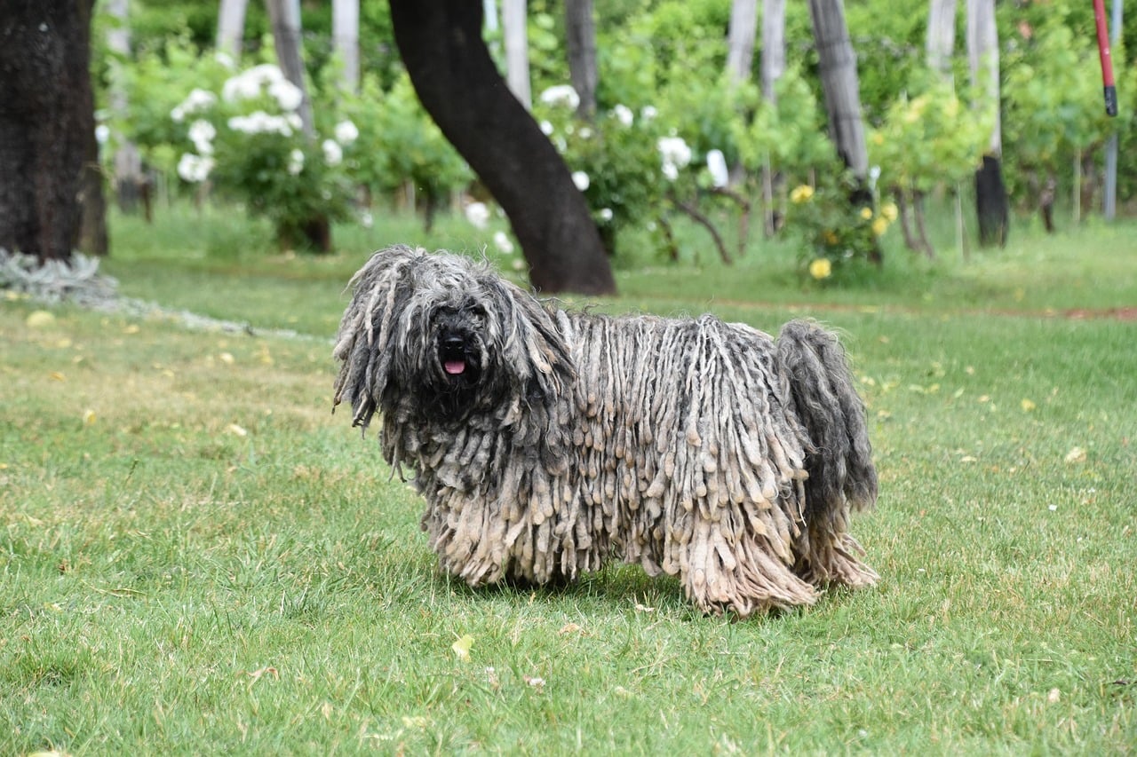 Grey adult Puli dog on grassy lawn.