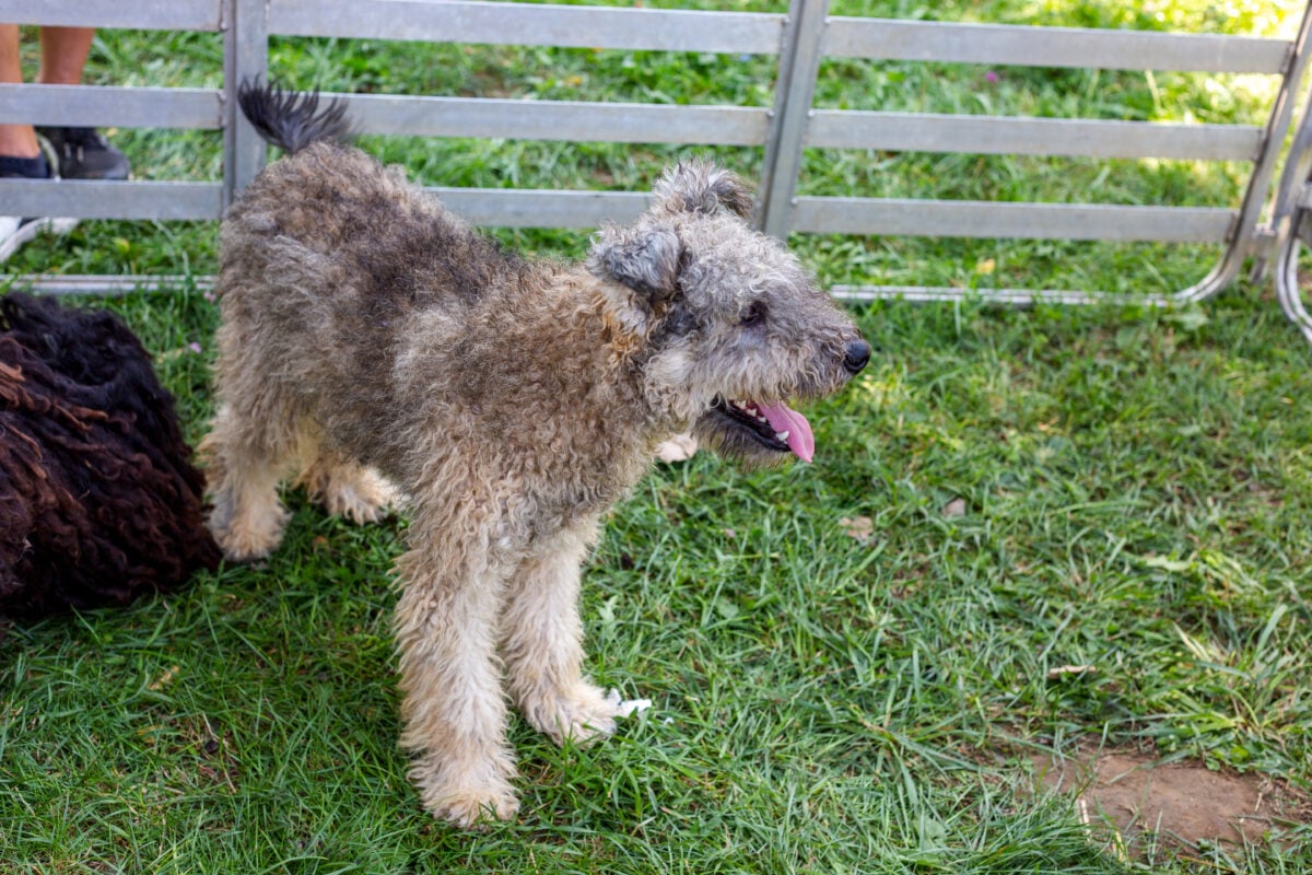 Pumi is medium-small breed of sheep dog from Hungary.