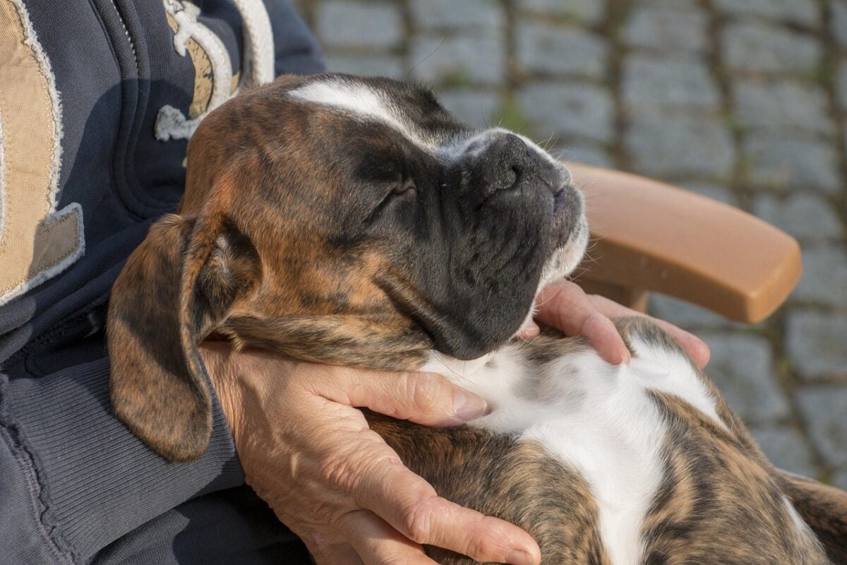 puppy, dog, animal, pet, boxer