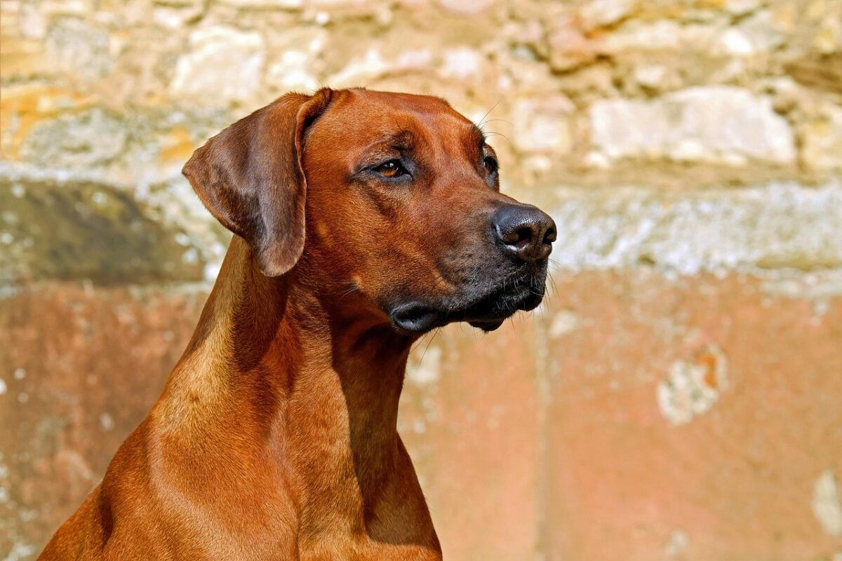 rhodesian ridgeback, dog, guard dog, purebred dog, beautiful, adorable, nature, attention, vigilant, animal, hunting dog, fur, brown dog, pet, dog breed, dog portrait, attentive dog, animal portrait