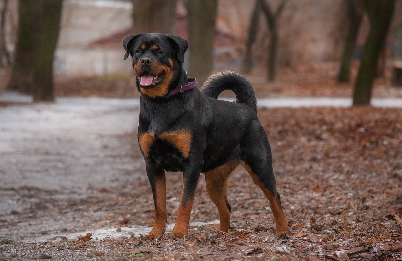 rottweiler, dog, pet, canine, animal, fur, snout, mammal, dog portrait, nature, animal world