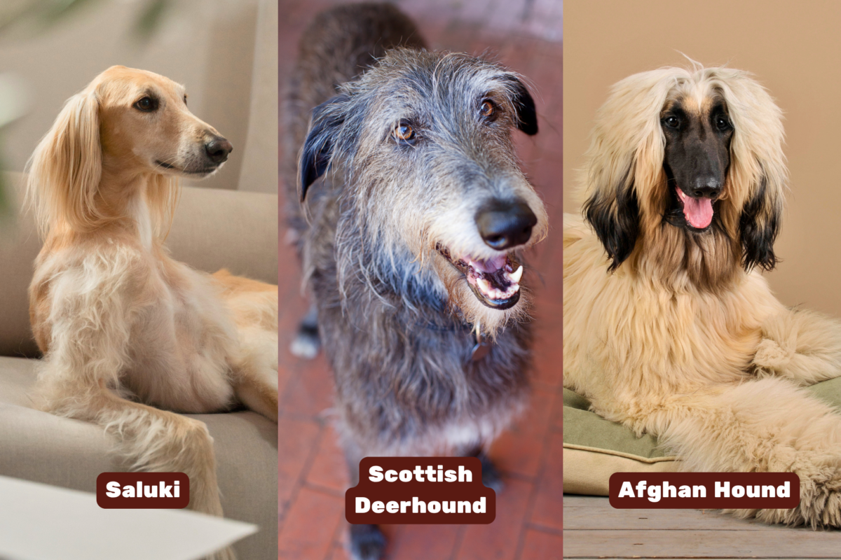 Graphic showing Saluki, Scottish Deerhound, and Afghan Hound.