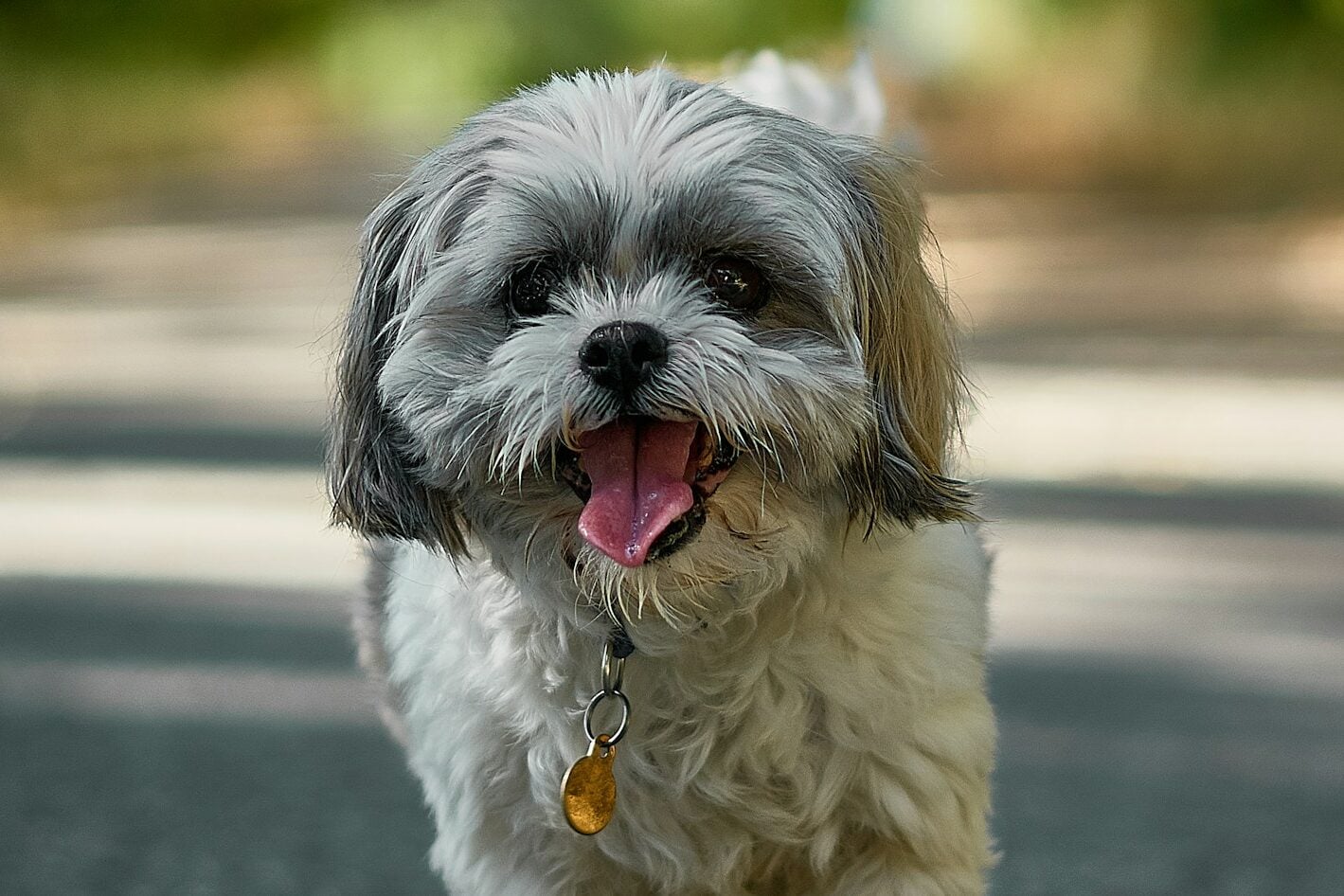 Shih Tzu calmly walking on a trail toward camera.