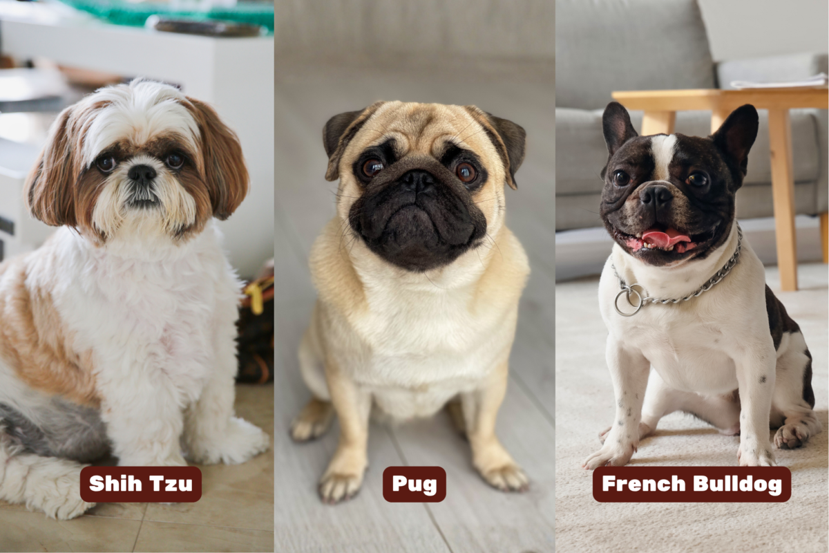 Graphic showing Shih Tzu, Pug, and French Bulldog.